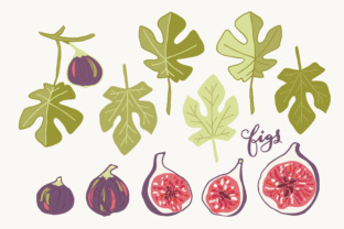 Elevating Designs with Figs - Clip Art Vectors and Hand-Drawn Elements